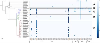 Gene Loss, Pseudogenization in Plastomes of Genus Allium (Amaryllidaceae), and Putative Selection for Adaptation to Environmental Conditions